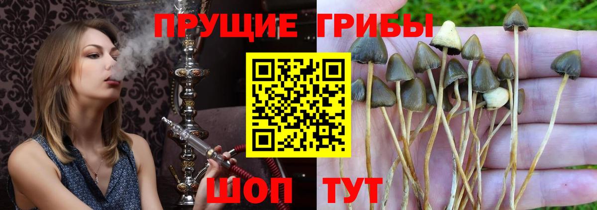 Галлюциногенные грибы Psilocybe Нурлат